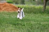 FOX TERRIER 662